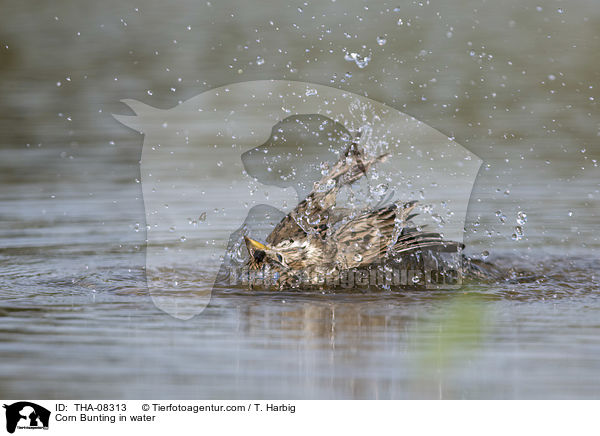 Grauammer im Wasser / Corn Bunting in water / THA-08313