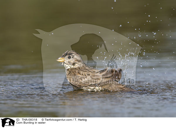 Grauammer im Wasser / Corn Bunting in water / THA-08318