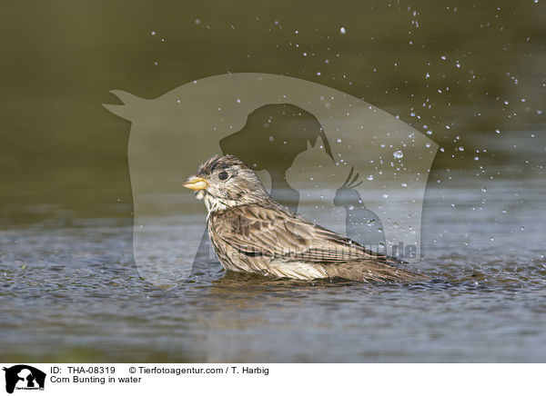 Corn Bunting in water / THA-08319