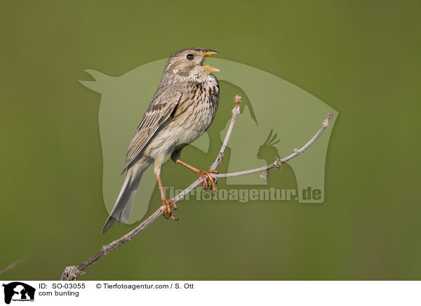 corn bunting / SO-03055