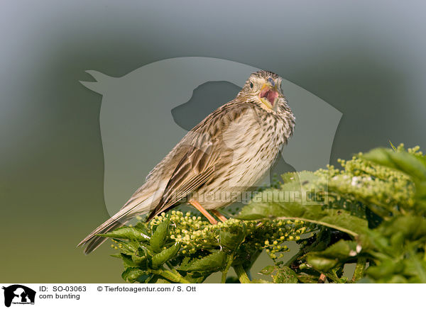 Grauammer / corn bunting / SO-03063