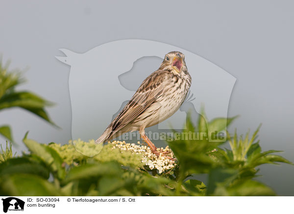 Grauammer / corn bunting / SO-03094