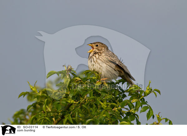 Grauammer / corn bunting / SO-03114