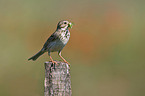 corn bunting