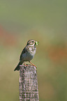 corn bunting