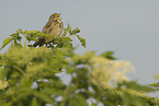 corn bunting