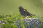 corn bunting