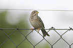 corn bunting