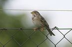 corn bunting