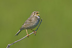 corn bunting