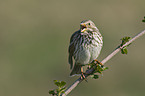 corn bunting