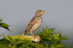 corn bunting