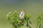 corn bunting