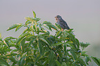 sitting Corn Bunting