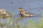 Corn Bunting in water