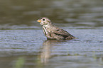 Corn Bunting in water