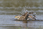 Corn Bunting in water