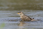 Corn Bunting in water