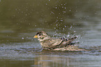 Corn Bunting in water