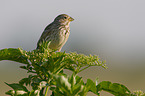 corn bunting