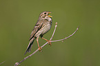 corn bunting