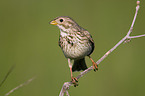 corn bunting