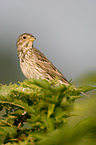 corn bunting