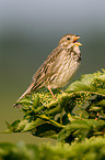 corn bunting