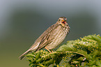 corn bunting