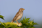 corn bunting