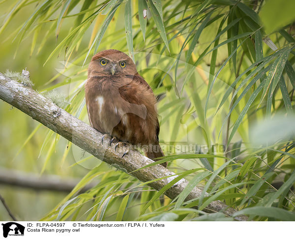 Costa-Rica-Sperlingskauz / Costa Rican pygmy owl / FLPA-04597