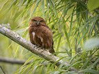 Costa Rican pygmy owl