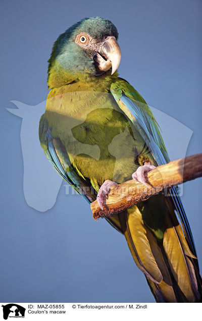 Coulon's macaw / MAZ-05855