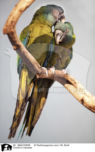Coulon's macaws / MAZ-05856
