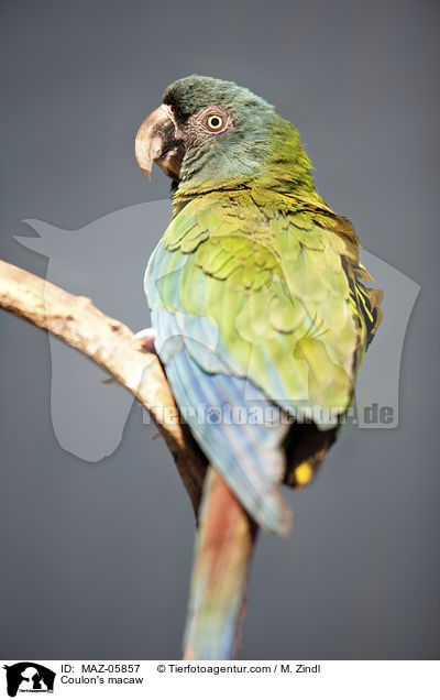 Coulon's macaw / MAZ-05857