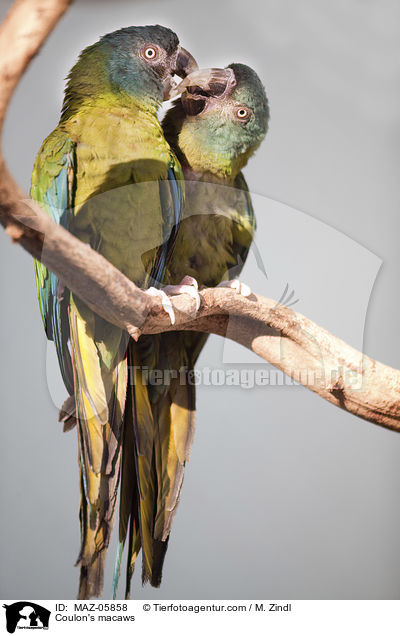 Coulon's macaws / MAZ-05858