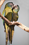 Coulon's macaws