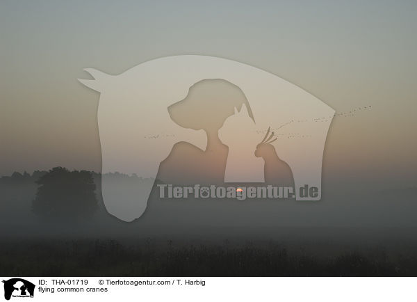 fliegende Kraniche / flying common cranes / THA-01719