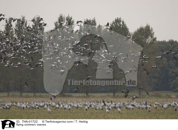flying common cranes / THA-01722