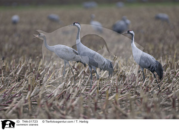 Kraniche / common cranes / THA-01723