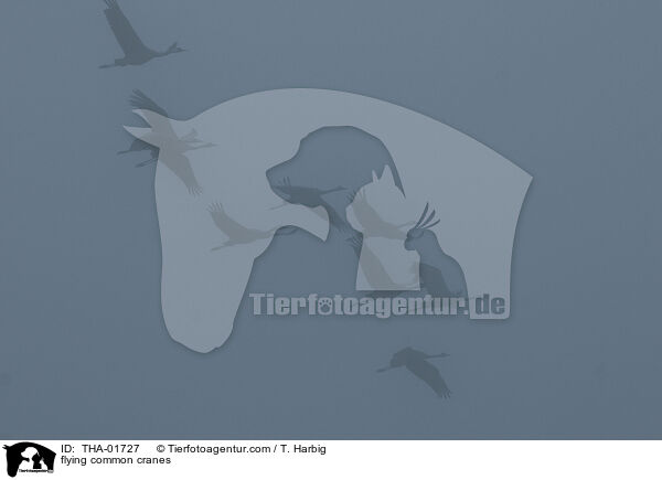 fliegende Kraniche / flying common cranes / THA-01727