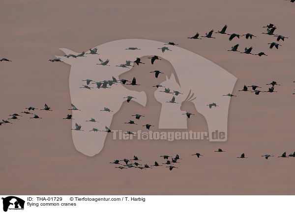 fliegende Kraniche / flying common cranes / THA-01729