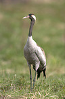 Common Crane