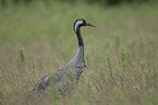 common crane