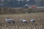 common cranes