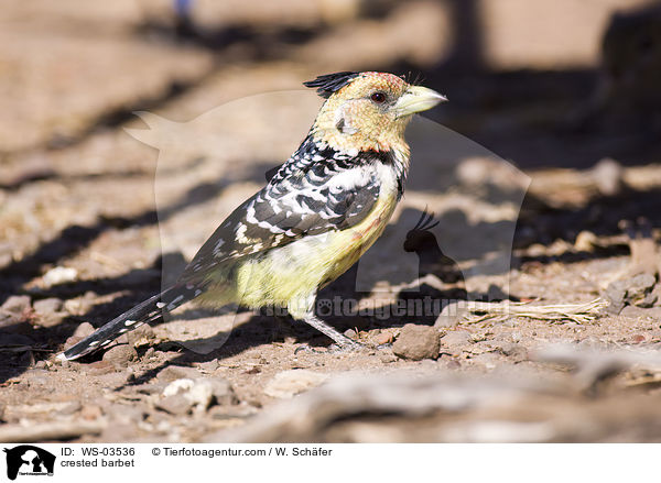 crested barbet / WS-03536