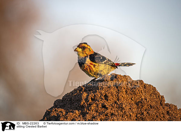 sitzender Schwarzrcken-Bartvogel / sitting Crested Barbet / MBS-22263