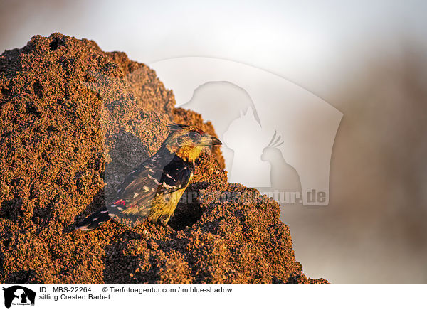 sitting Crested Barbet / MBS-22264