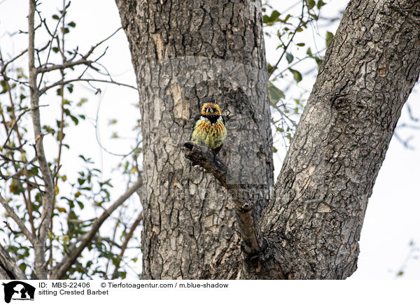 sitting Crested Barbet / MBS-22406