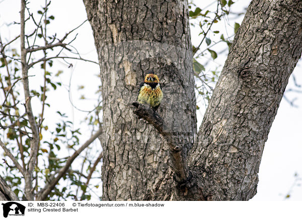 sitzender Schwarzrcken-Bartvogel / sitting Crested Barbet / MBS-22406